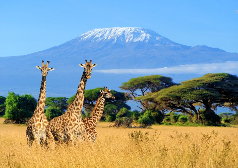 AMBOSELI, TANZANIE & ZANZIBAR 2025